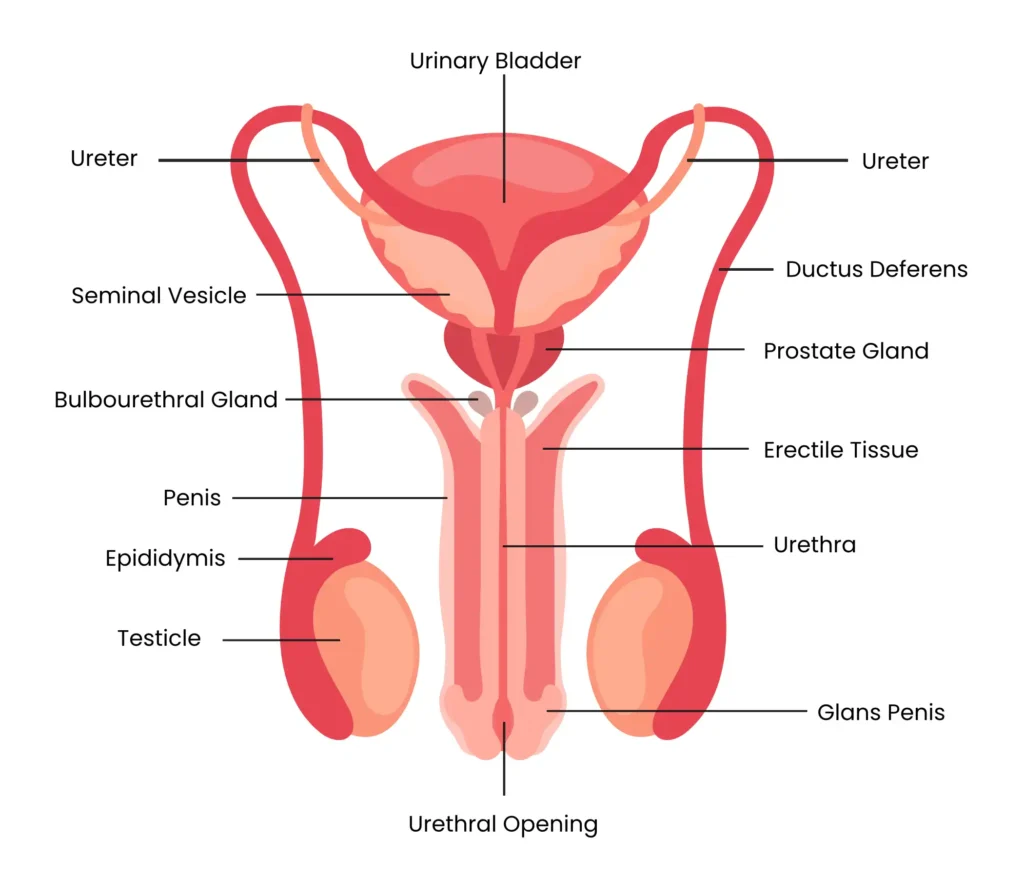 Male Reproductive System